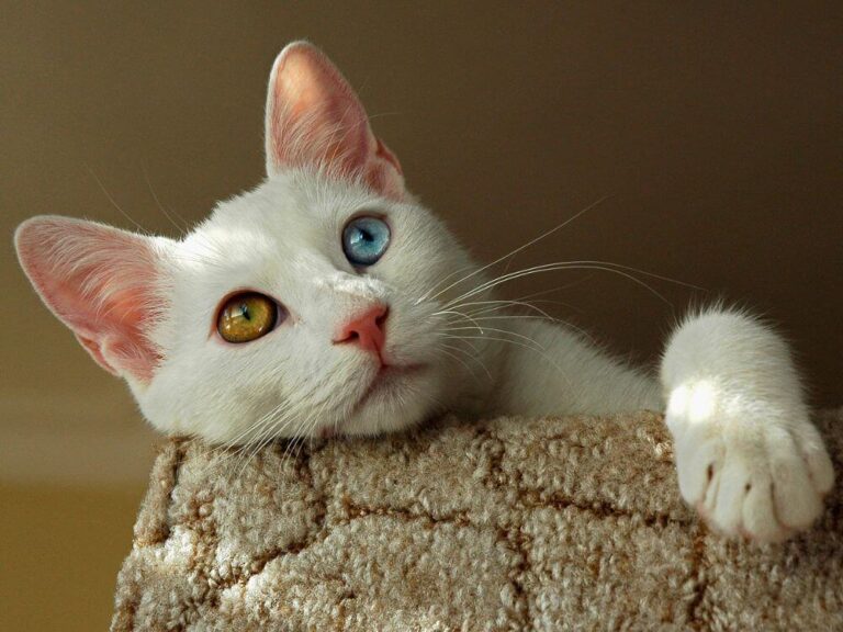 Cat Care Routine