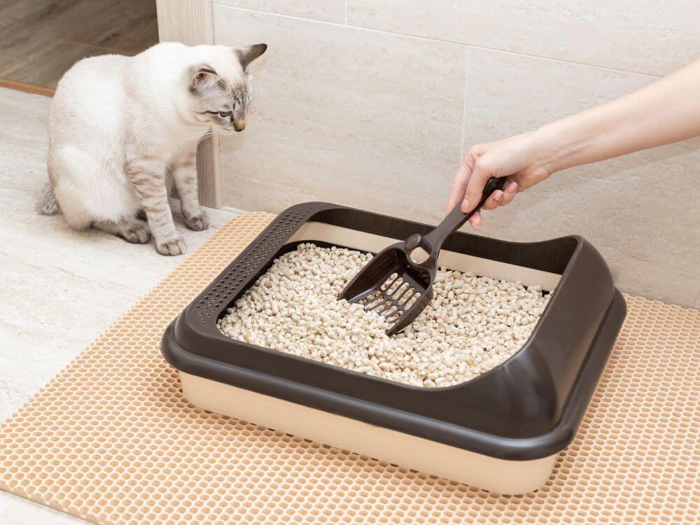 Cat Litter Cleaning