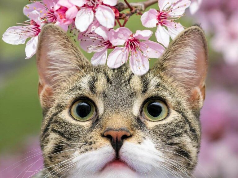 Spring Cat Care