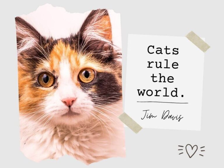Famous Cat Quotes