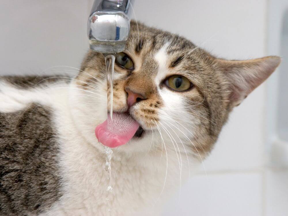 Cat Hydration