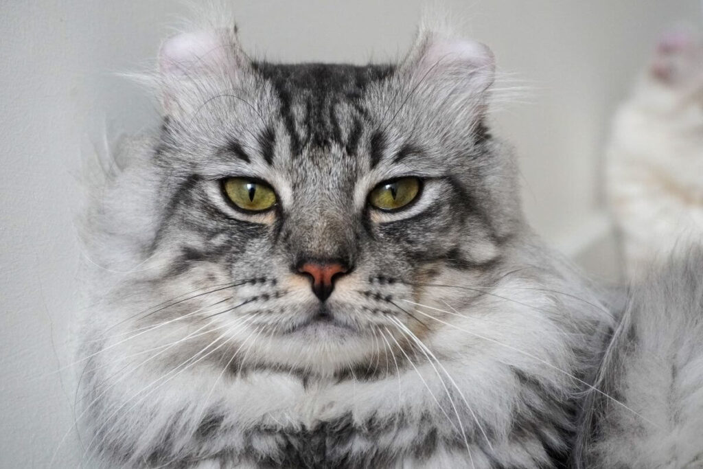 American Curl Cat