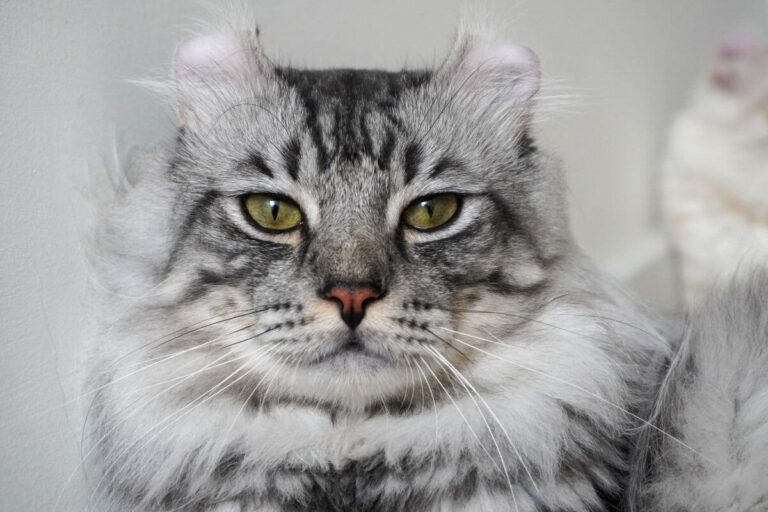 American Curl Cat