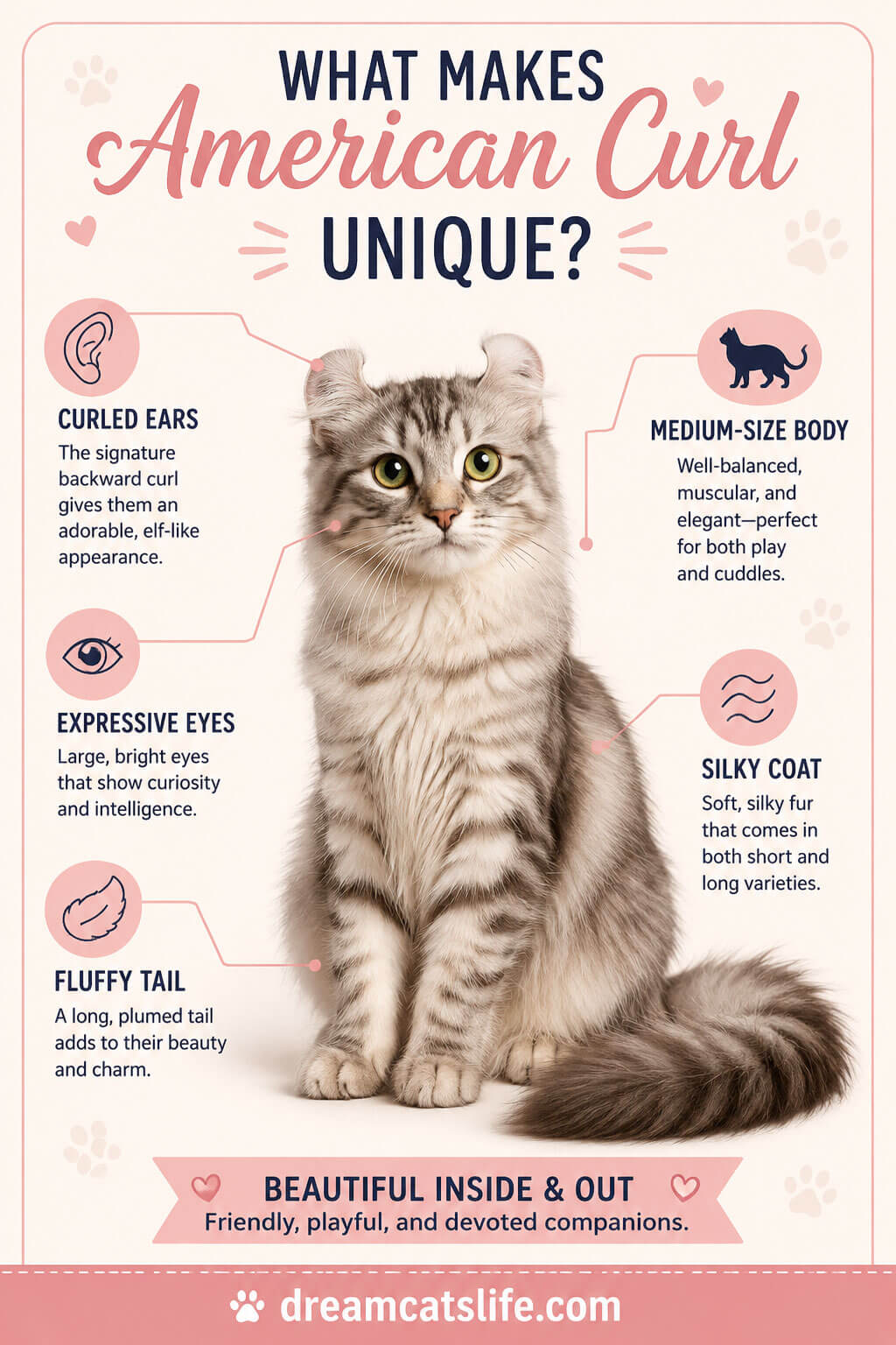 What Makes American Curl Unique