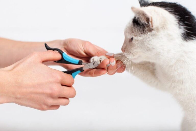 Cat Nail Trimming