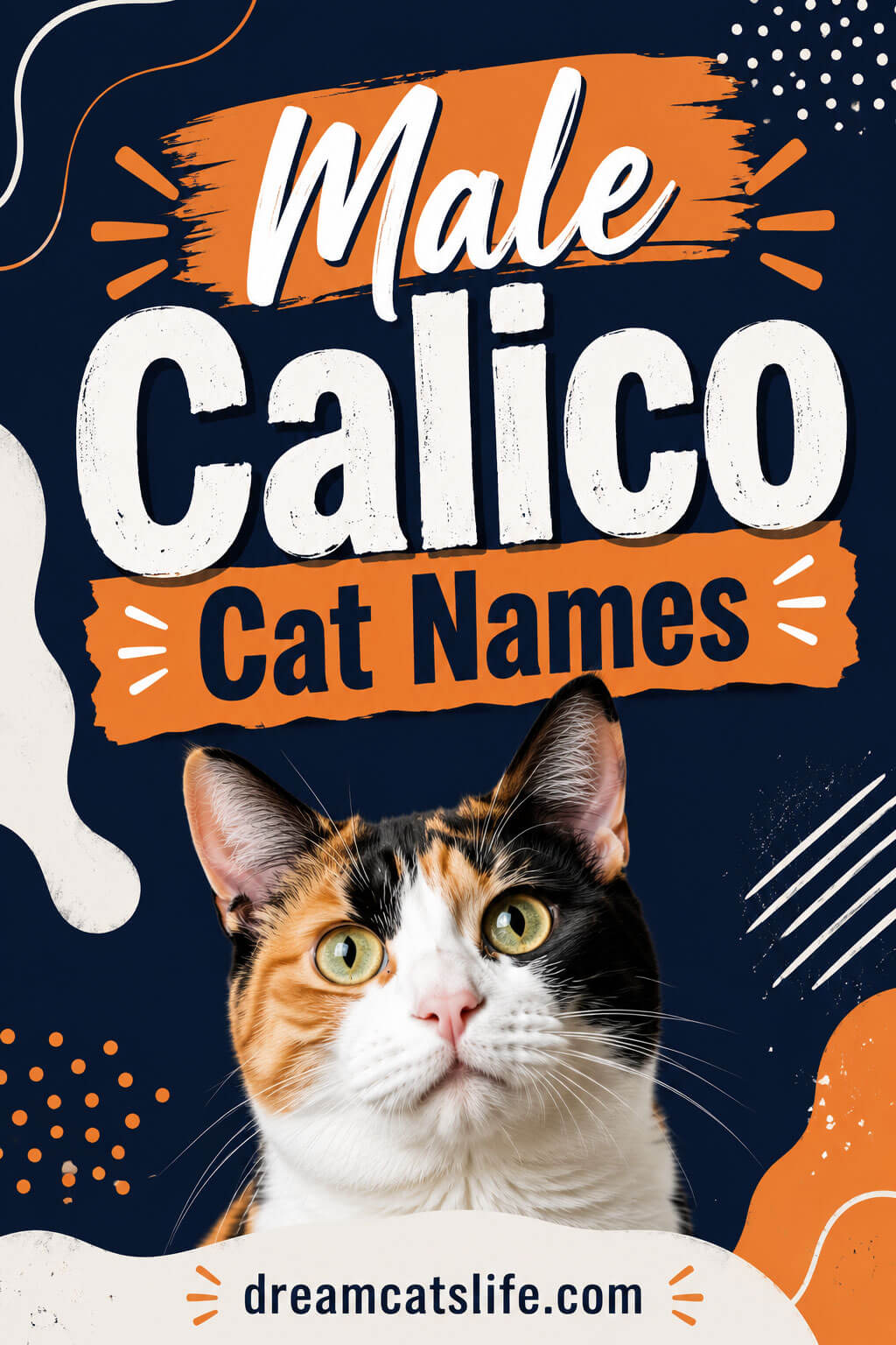 Male Calico Cat Names