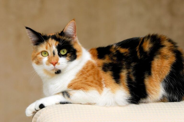 Calico Cat