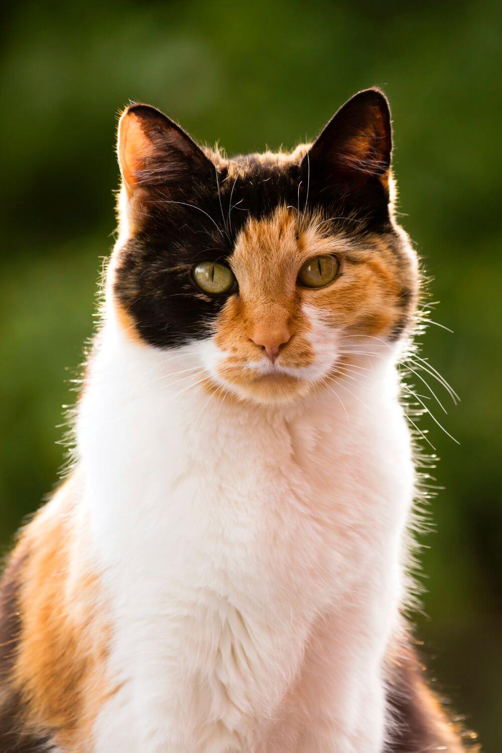 Calico Cat Portrait 1