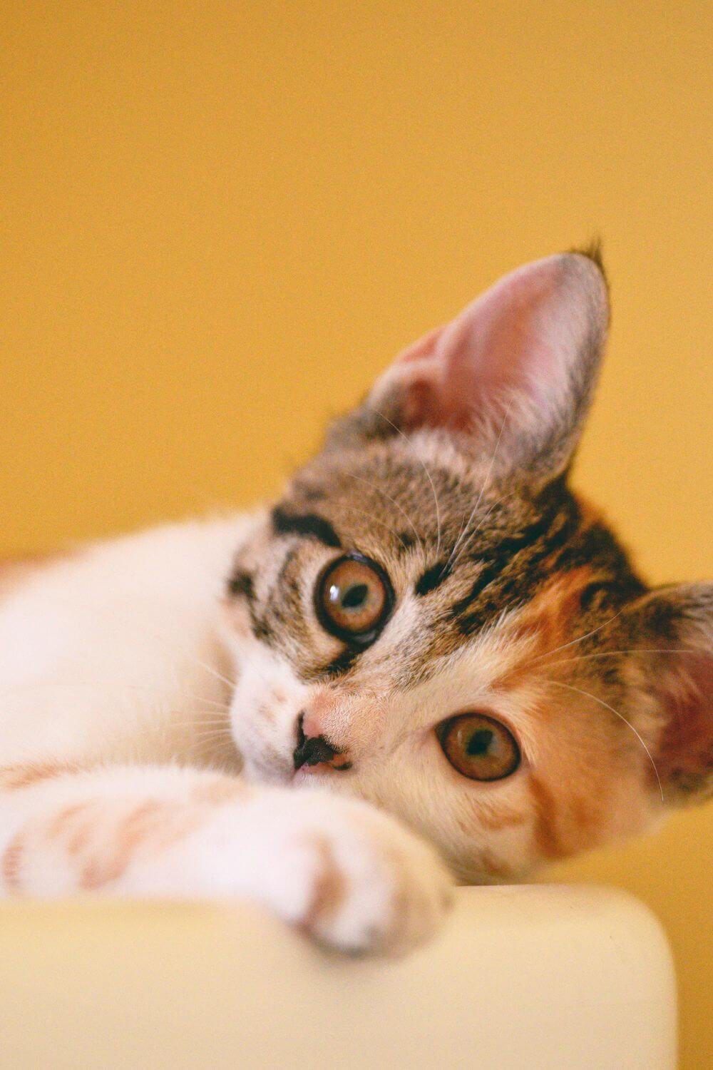 Calico Cat Portrait 2