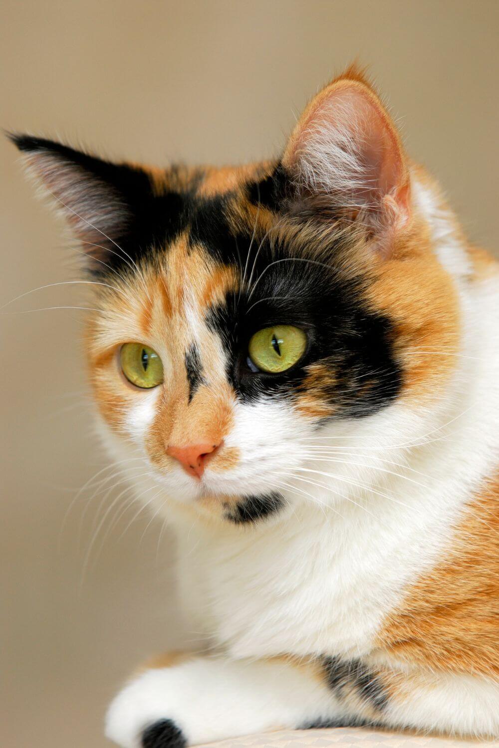 Calico Cat Portrait 3