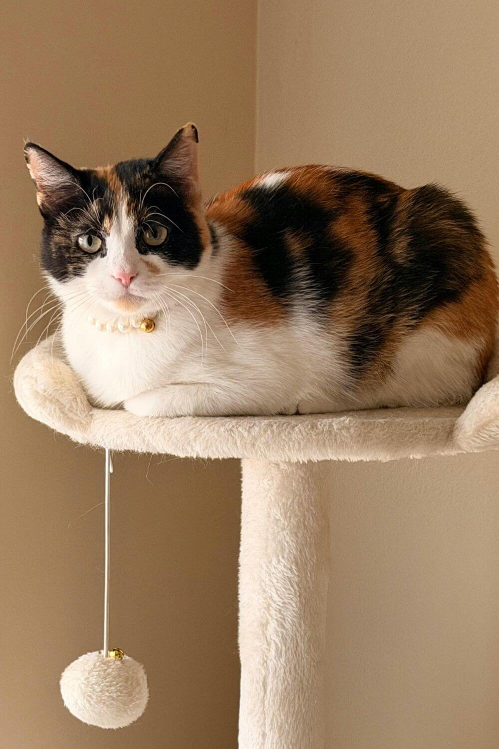 Calico Cat Portrait 4