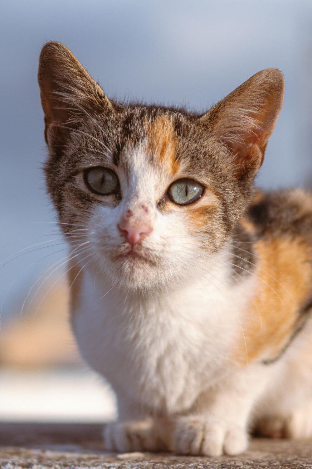Calico Cat Portrait 5