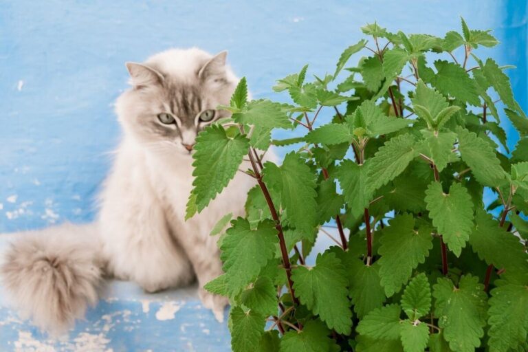 Catnip and Cats