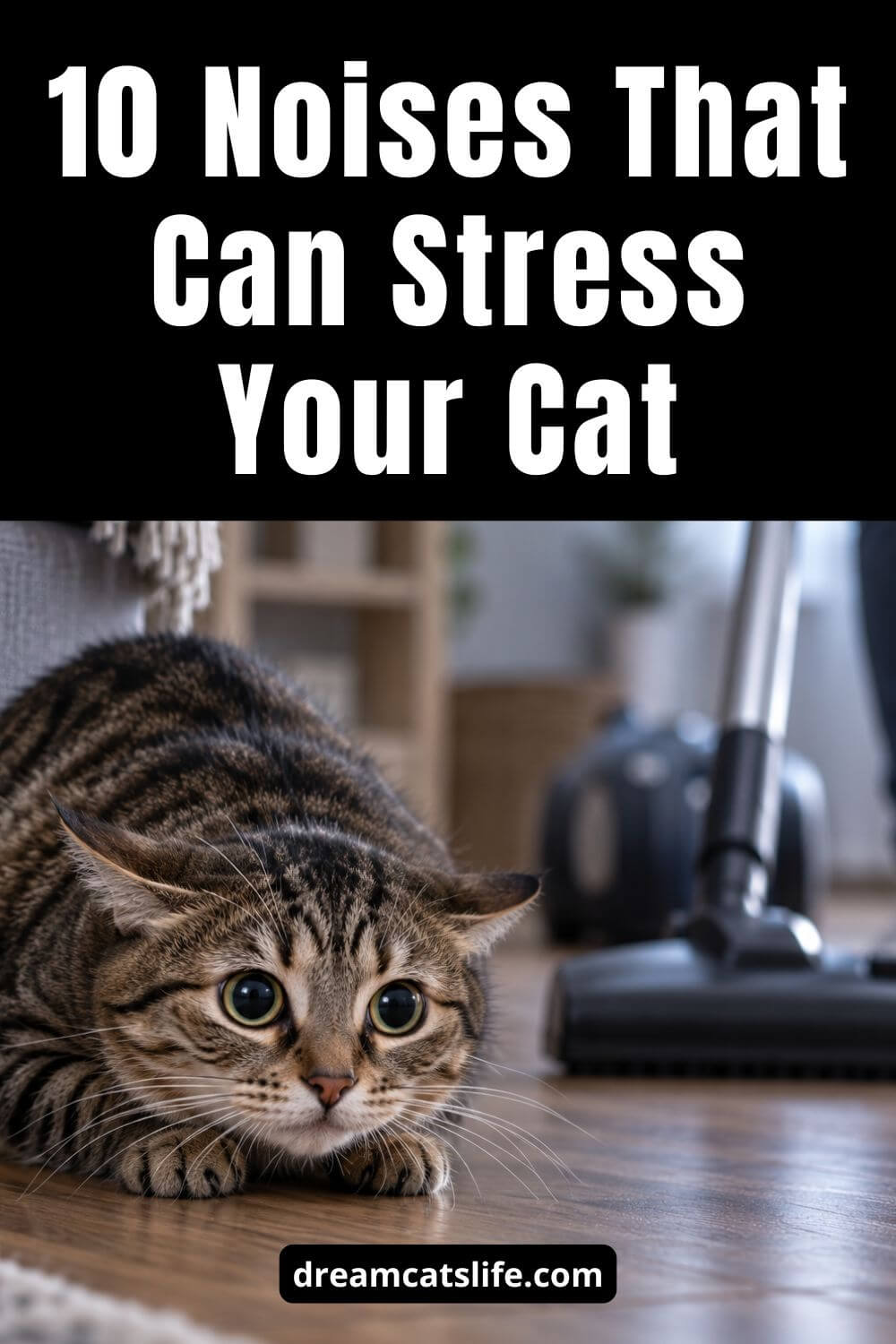 The Sounds Cats Hate