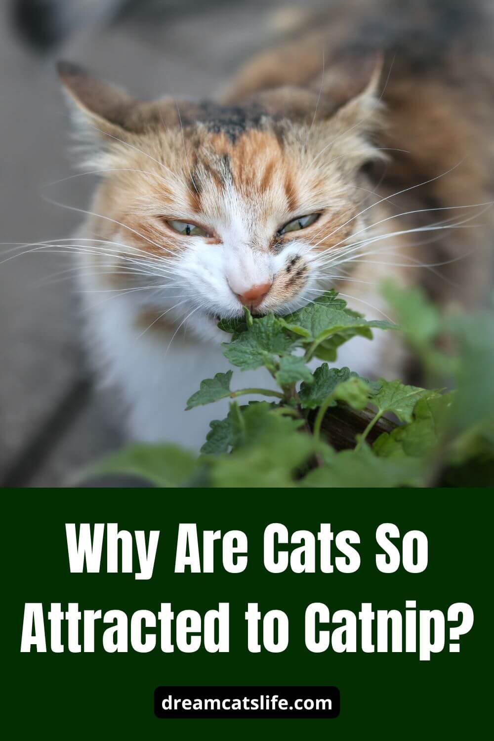 Why are Cats So Attracted to Catnip