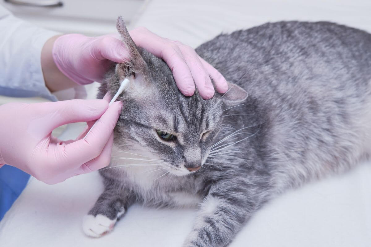 How to Clean Your Cat’s Ears Safely
